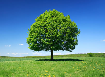 Tree in a field