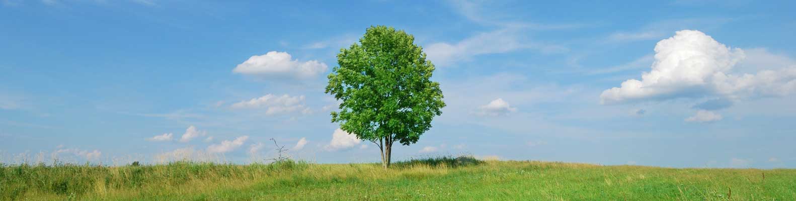 Tree in a field